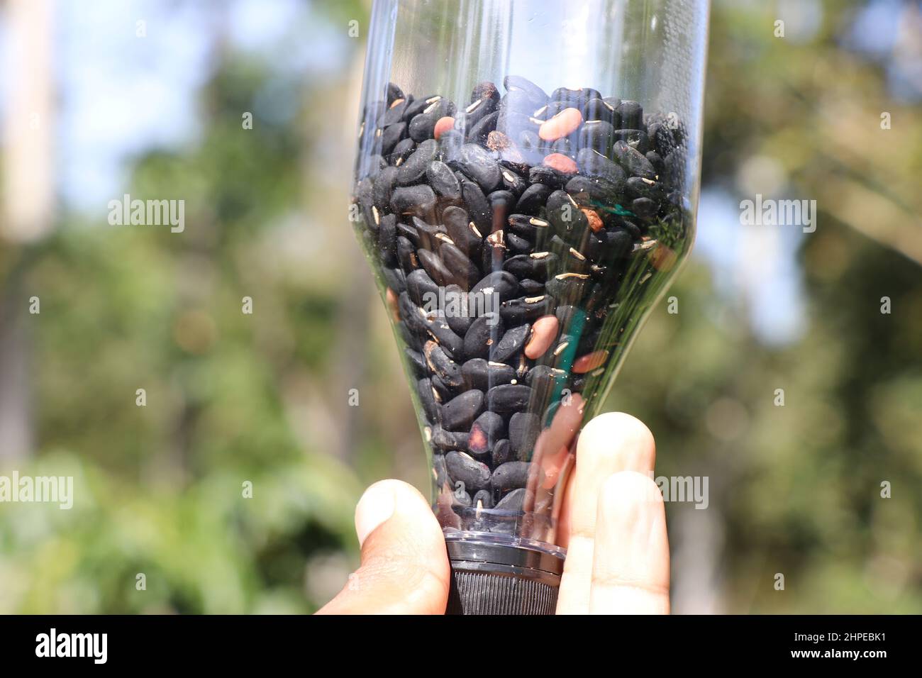Yardlong-Bohnen- oder Spargelbohnensamen, die auf einer Flasche zum Pflanzen aufbewahrt werden, werden auf dem Hintergrund der Natur in der Hand gehalten Stockfoto