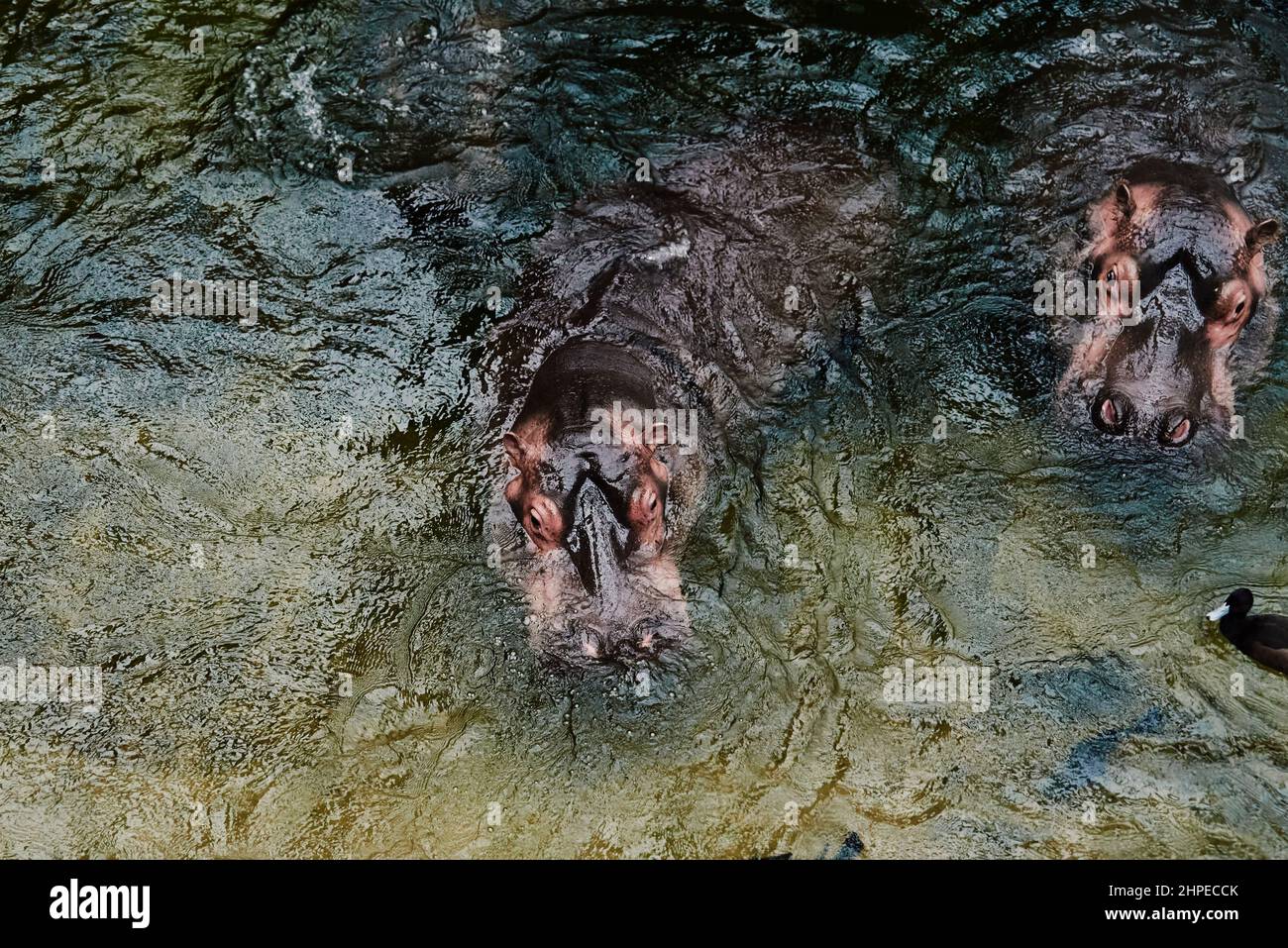 Nilpferd schwimmt im Fluss, afrikanisches Nilpferd Stockfoto
