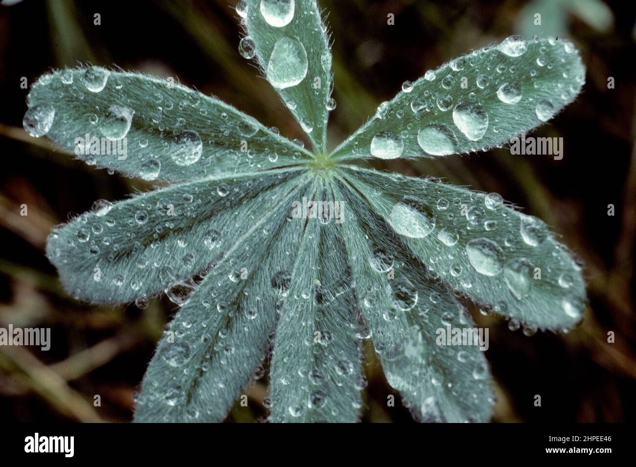 Lupinus (Lupinus sp.) Blatt nach Regen Stockfoto
