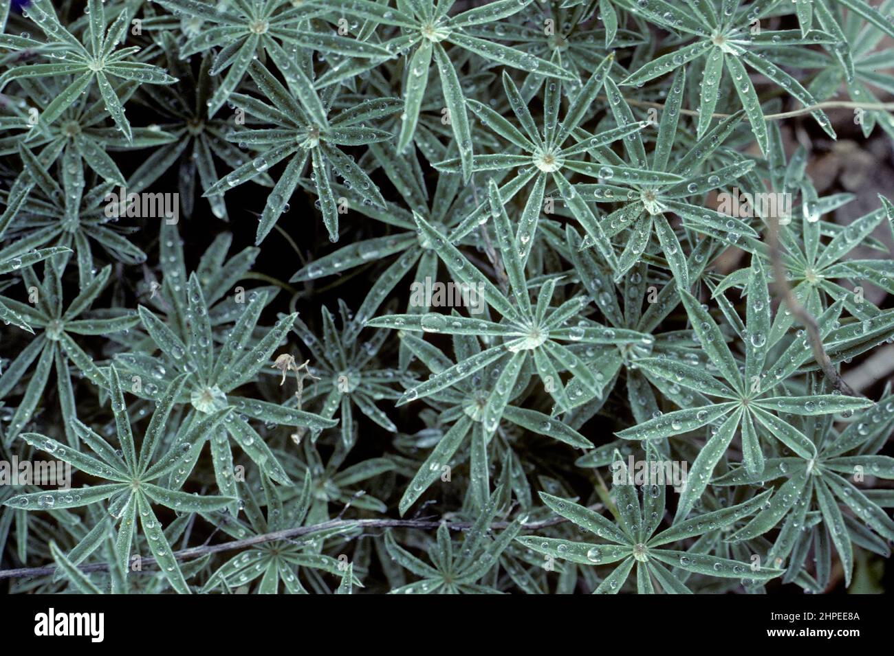 Lupine (Lupinus sp.) verlässt nach Regen Stockfoto