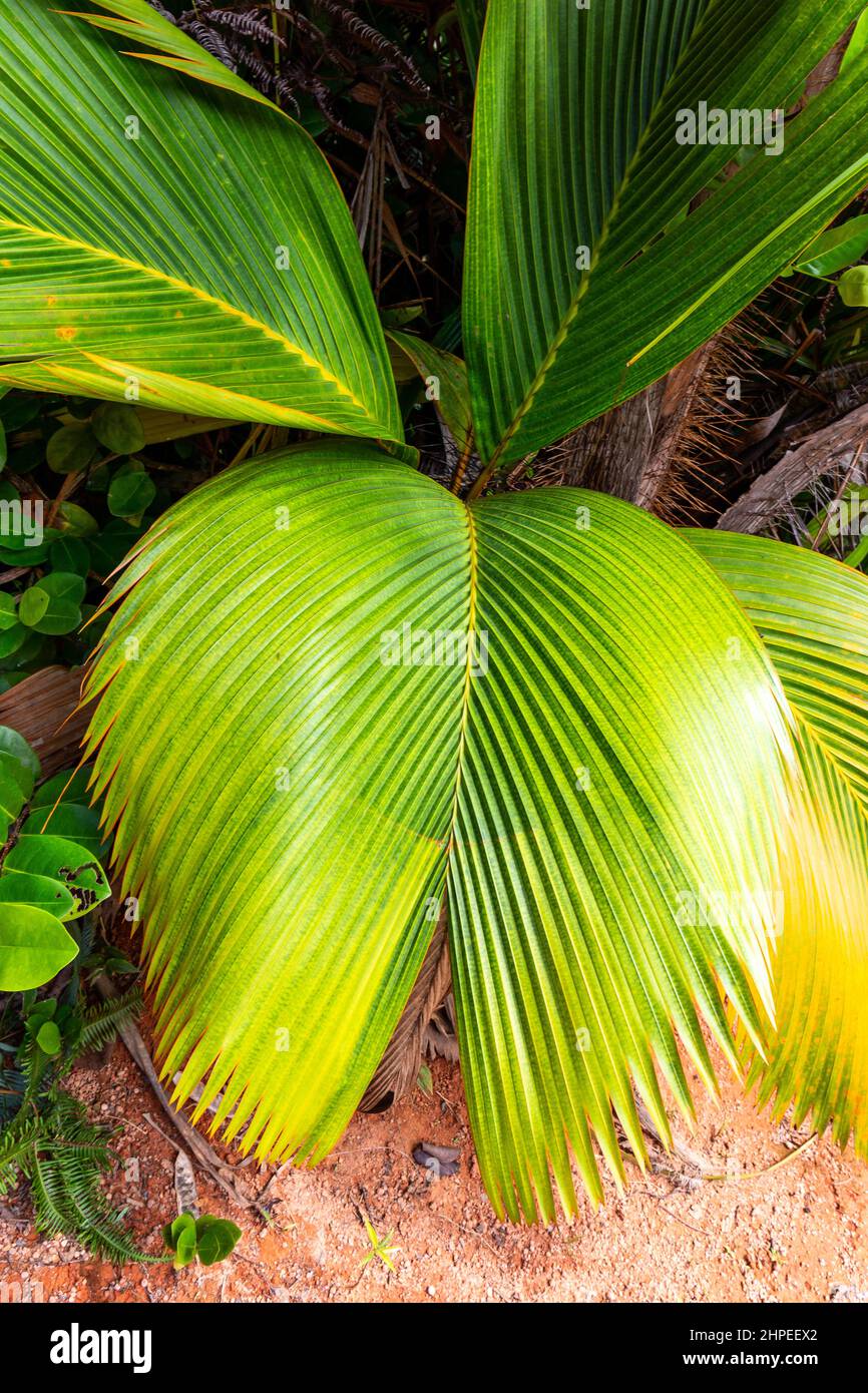 Lantannyen fey (Phoenicophorium borsigianum, Latanierpalme