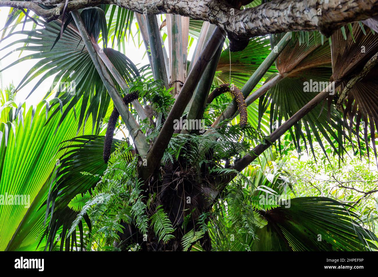 Männliche Blütenstand-Fruchtgruppen von Coco de mer (Lodoicea maldivica) mit großen Palmenblättern, endemische Arten auf der Insel Praslin, Vallee de Mai Stockfoto