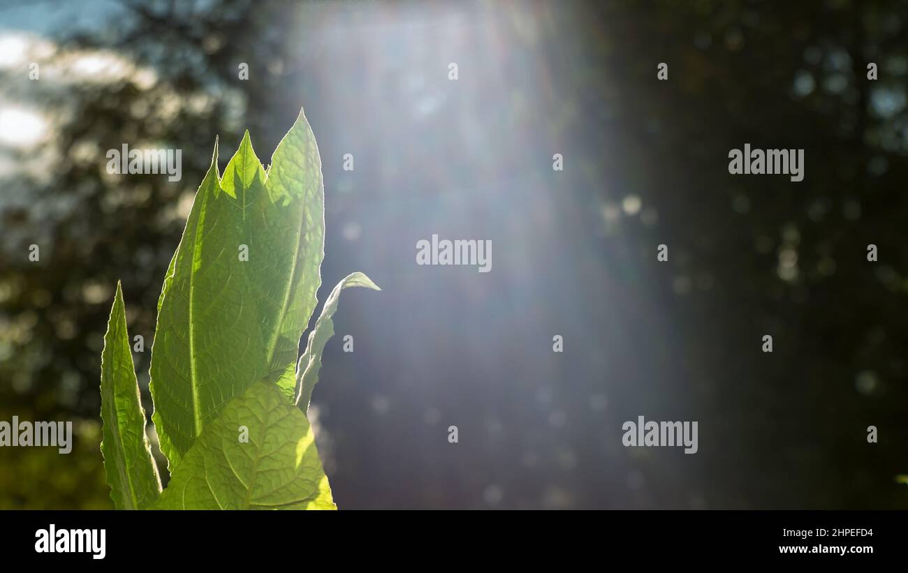 Die Oberseite eines Tabakbusches mit jungen grünen Blättern in einem natürlichen Sonnenstrahl auf dem Hintergrund eines verschwommenen Gartens. Hintergrund. Stockfoto