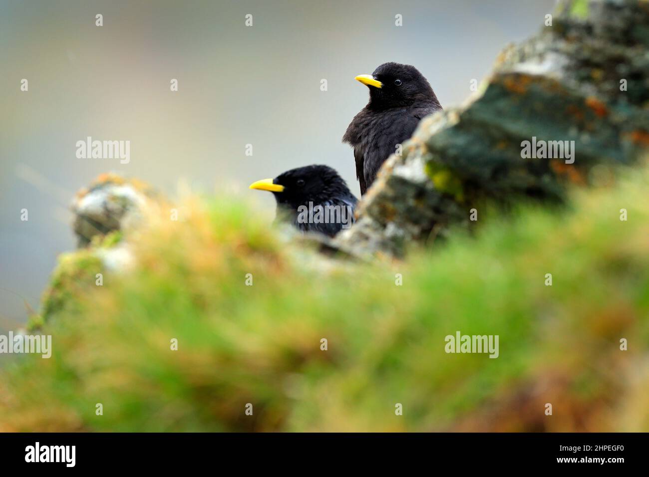 Zwei versteckte Alpine Chough, Pyrrhocorax graculus, schwarzer Vogel auf dem Stein sitzend mit Flechten. Tier im Bergnaturlebensraum, Österreich. Alpine Ch Stockfoto