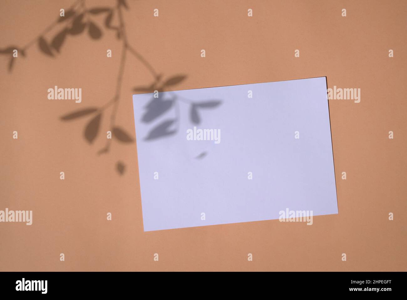 Leere weiße Karte mit Schatten von Laub auf beigefarbenem neutralem Hintergrund. Flach liegend. Stockfoto