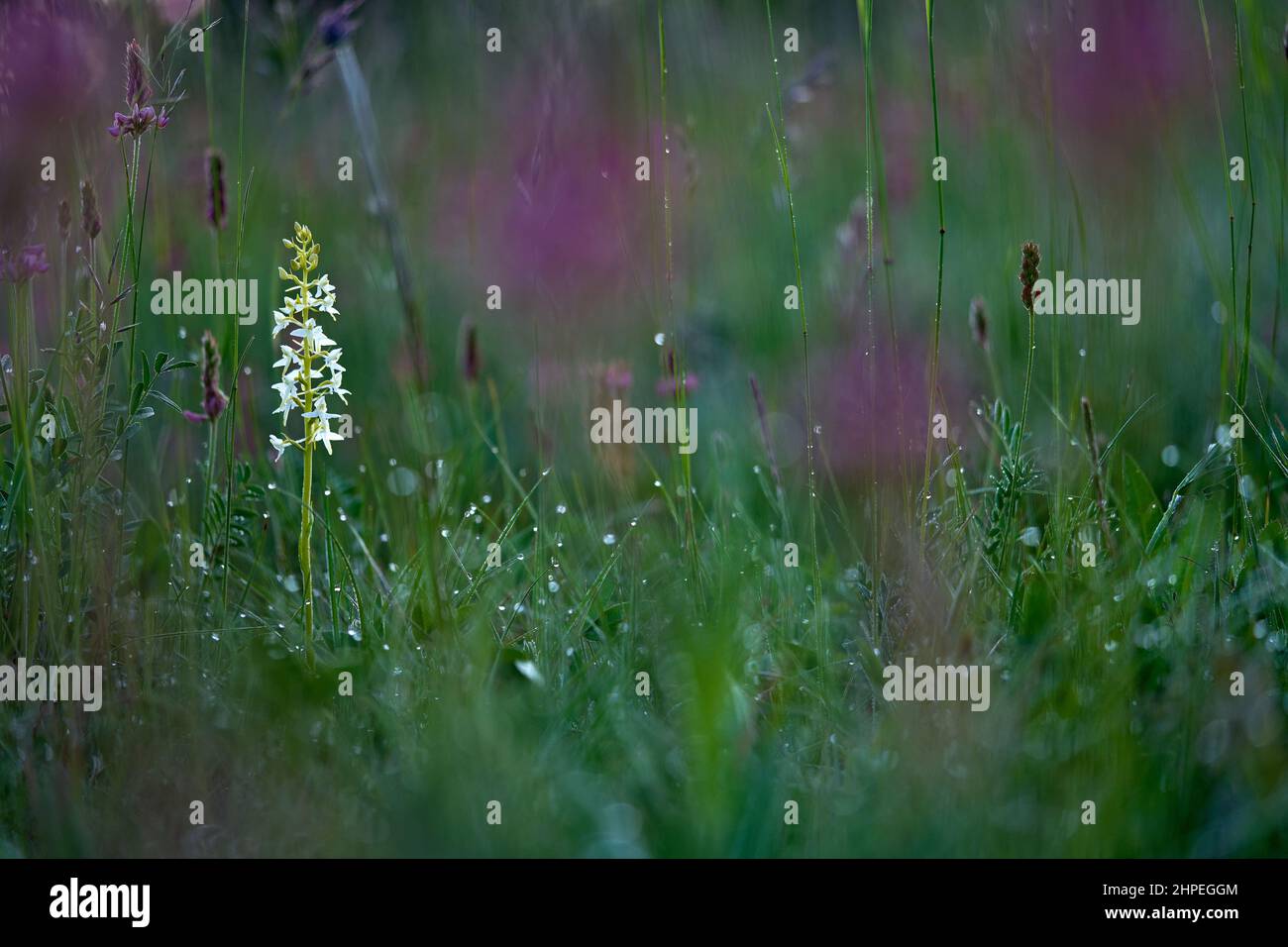 Platanthera bifolia blühende europäische terrestrische Wildorchidee, Lebensraum Natur, Detail der Blüte mit grünem klarem Hintergrund, Tschechisch. Stockfoto