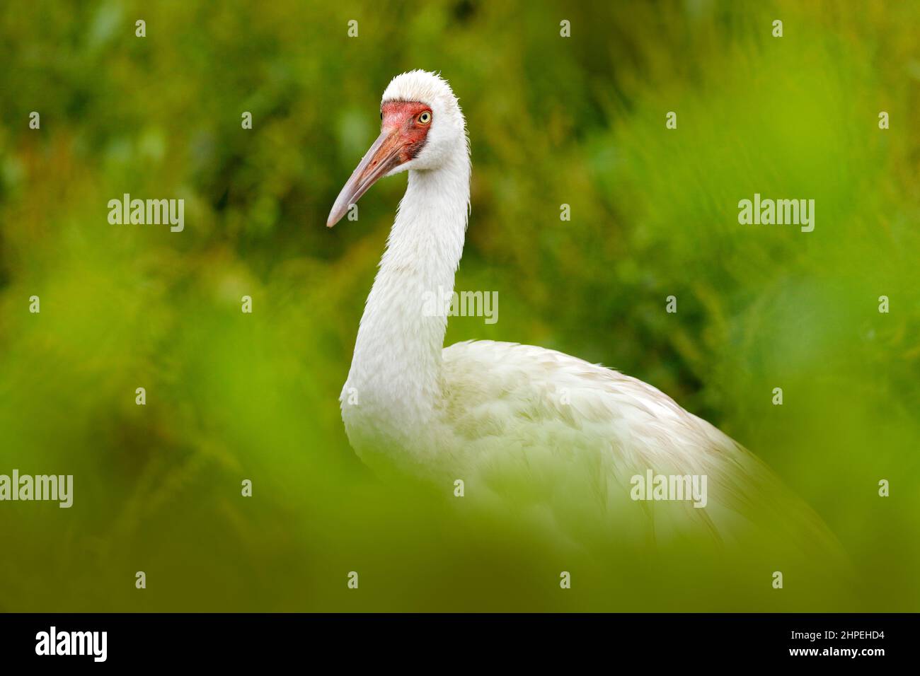 Sibirischer Kranich, Leucogeranus leucogeranus, auch bekannt als sibirischer Weißschneekran, seltener Vogel aus Russland. Detailreiche Nahaufnahme des weißen Vogels Stockfoto