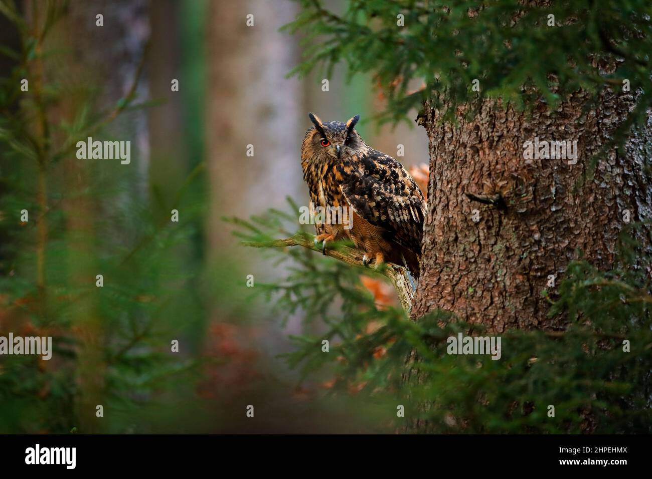 Eurasische Adlereule mit großen orangefarbenen Augen, Deutschland. Vogel im Herbstwald, schönes Sonnenlicht zwischen den Bäumen. Wildlife-Szene aus der Natur. Große Eule in f Stockfoto