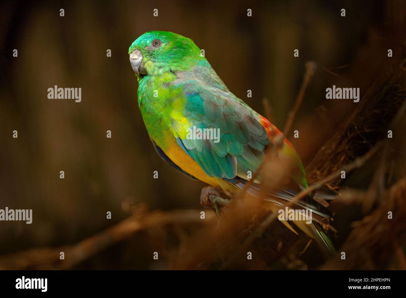 Rotwühlpapagei, Pseuphotus haematonotus, Vogel aus Südost-Australien. Grüner gelber Papagei, der auf dem Ast im Naturlebensraum sitzt. Stockfoto