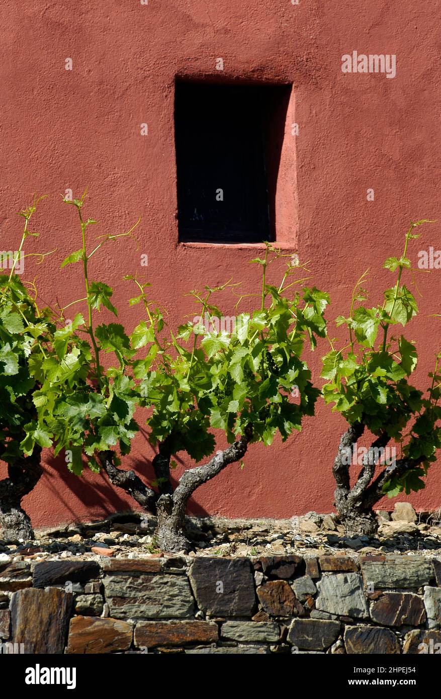 VIGNOBLES COLLIOURE BANYULS Stockfoto