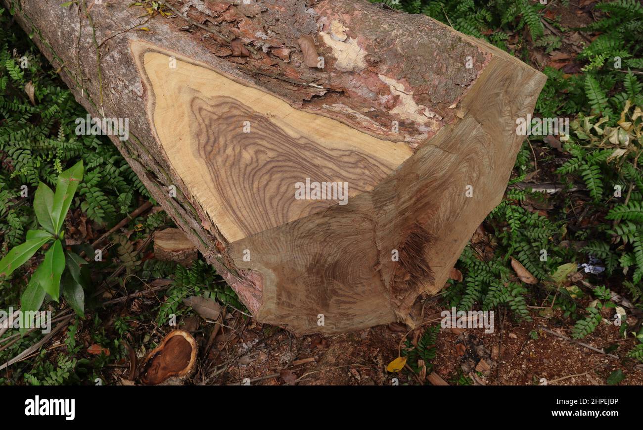 Nahaufnahme eines abgeschnittenen Teils eines großen Baumstamms eines Nandu-Holzbaums Stockfoto