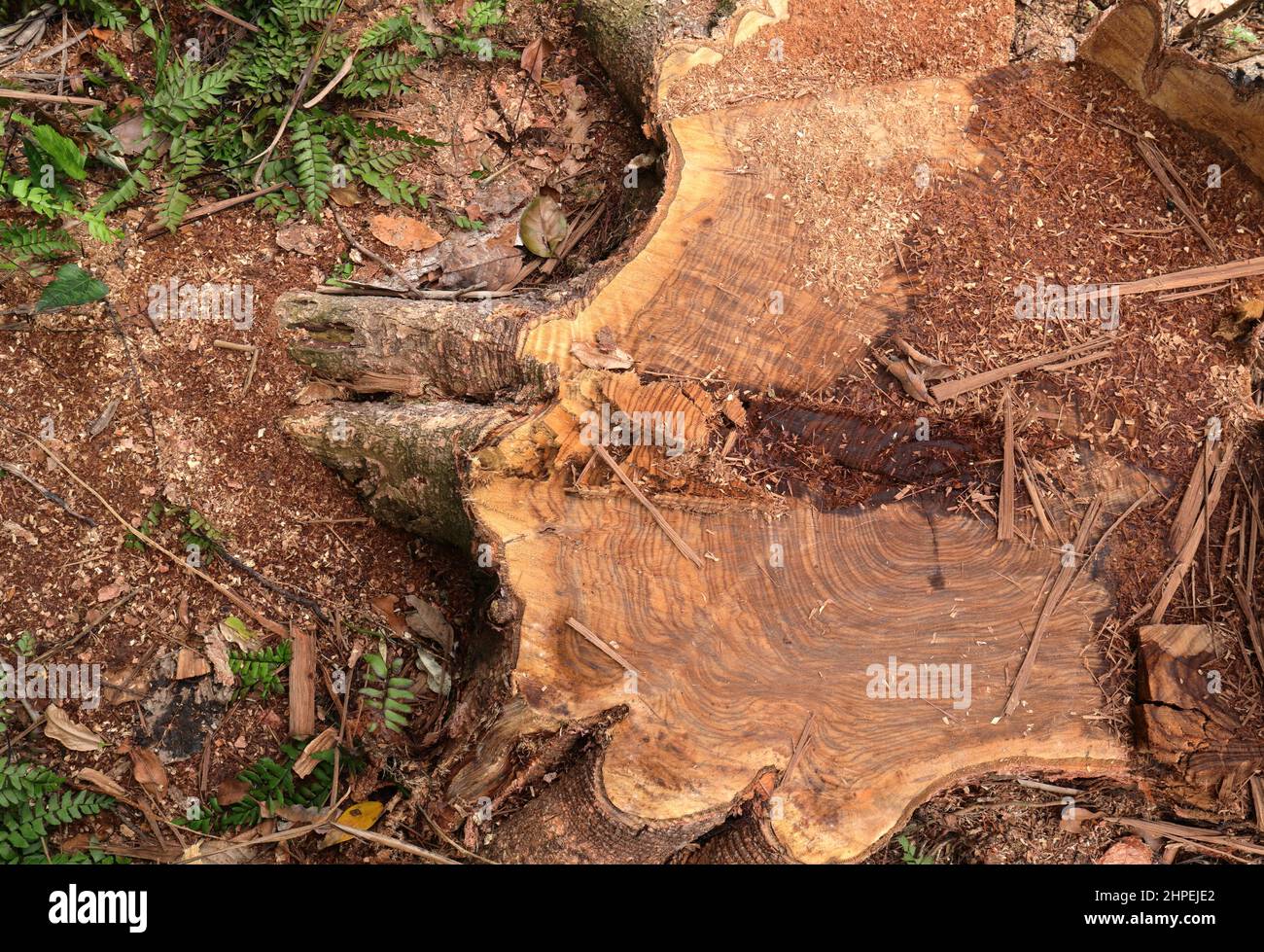Ansicht eines großen Baumstumpens eines Nandu-Holzbaums (Pericopsis Mooniana) Stockfoto