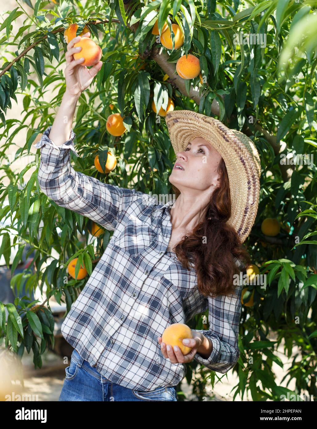 Frau pflückt Pfirsiche im Obstgarten Stockfoto