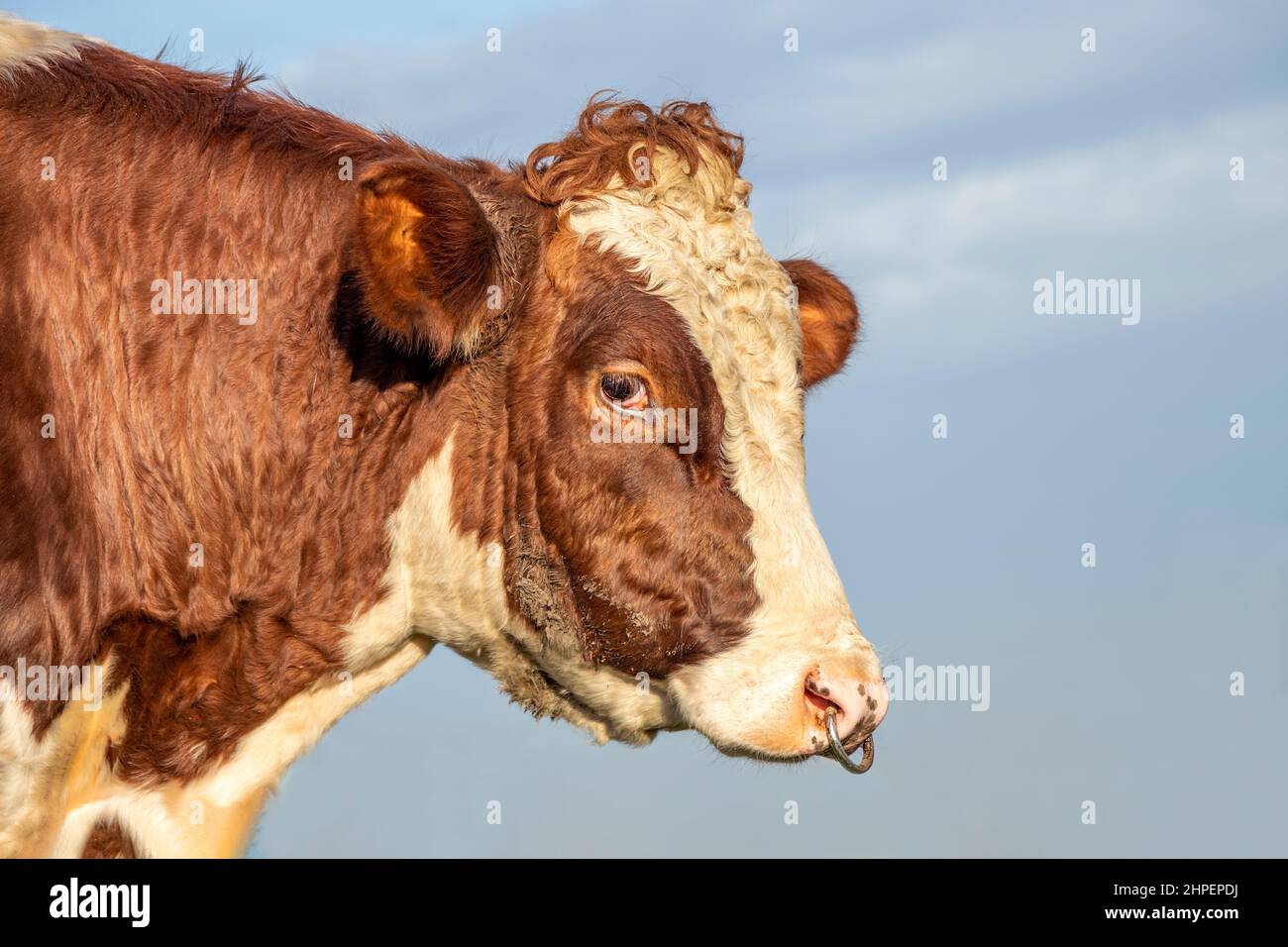 Bullkopf mit Metallnasenring, mächtig aussehendes Profil, zärtlicher freundlicher Ausdruck Stockfoto