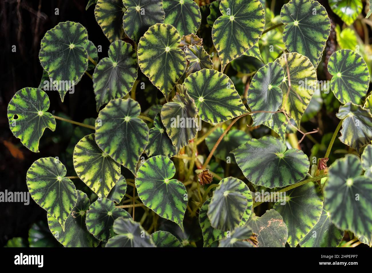 Begonia mazae f nigricans plant belaubt, Familie: Begoniaceae, heimisch in den tropischen Wäldern Mexikos. Stockfoto