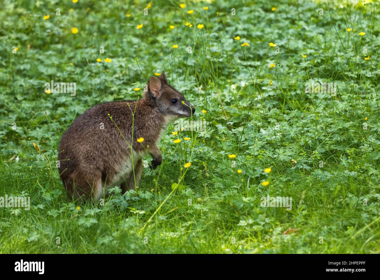 Parma Wallaby (Macropus parma) auf der Wiese, Kleinsäuger der Beutelgattung Notamacropus, Familie: Macropodidae, heimische Region: Australien. Stockfoto