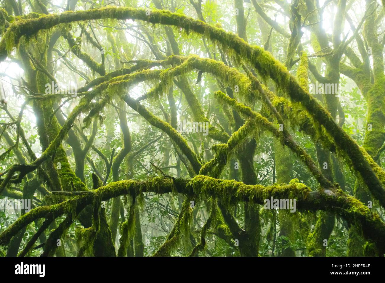 Moosige Bäume im immergrünen Nebelwald des Garajonay Nationalparks, La Gomera, Kanarische Inseln, Spanien. Stockfoto