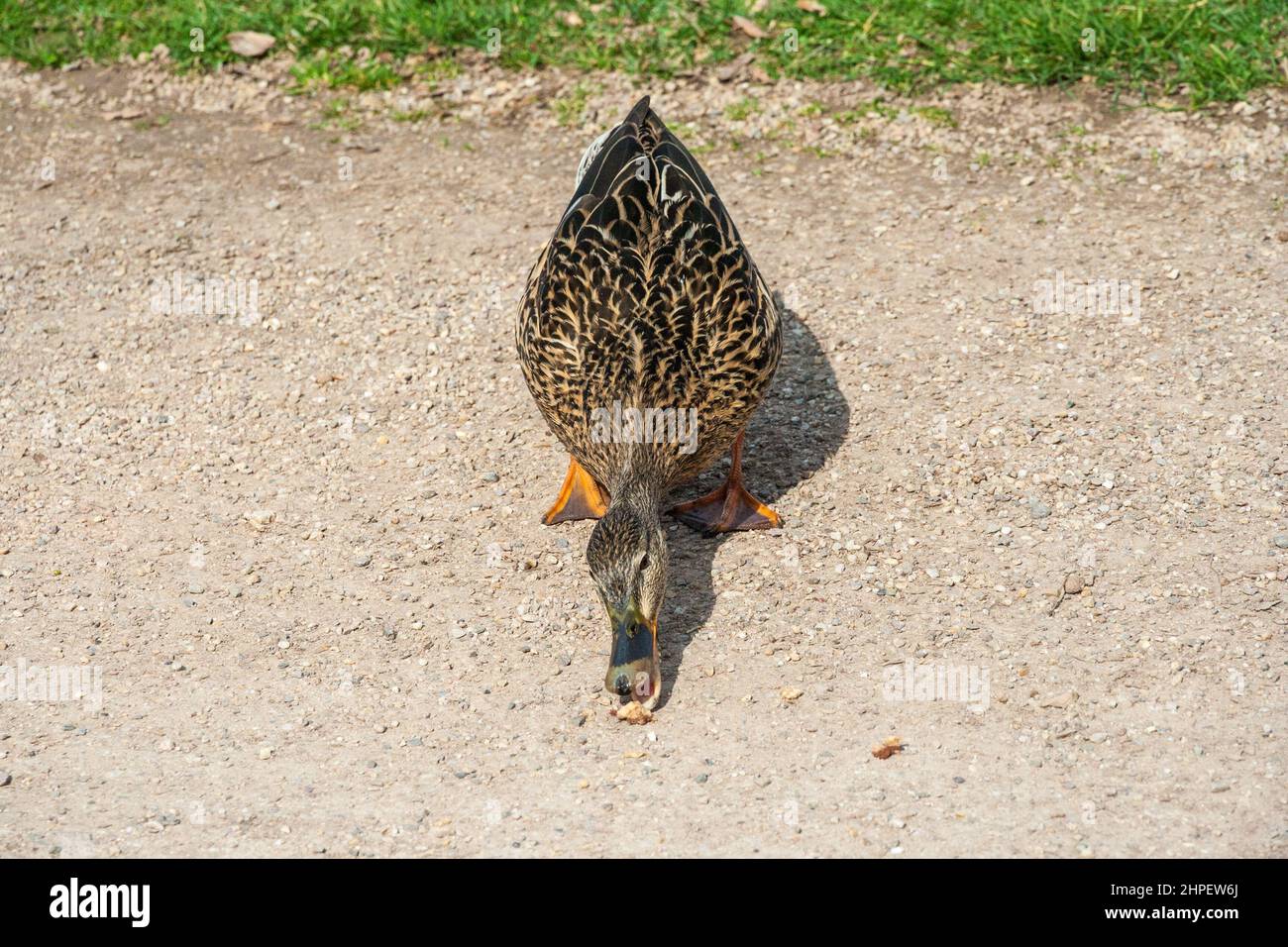 Schöne Nahaufnahme einer weiblichen Stockente oder Wildente (Anas platyrhynchos), einer taumelnden Ente, die auf einem Gehweg im Barockgarten des... Stockfoto