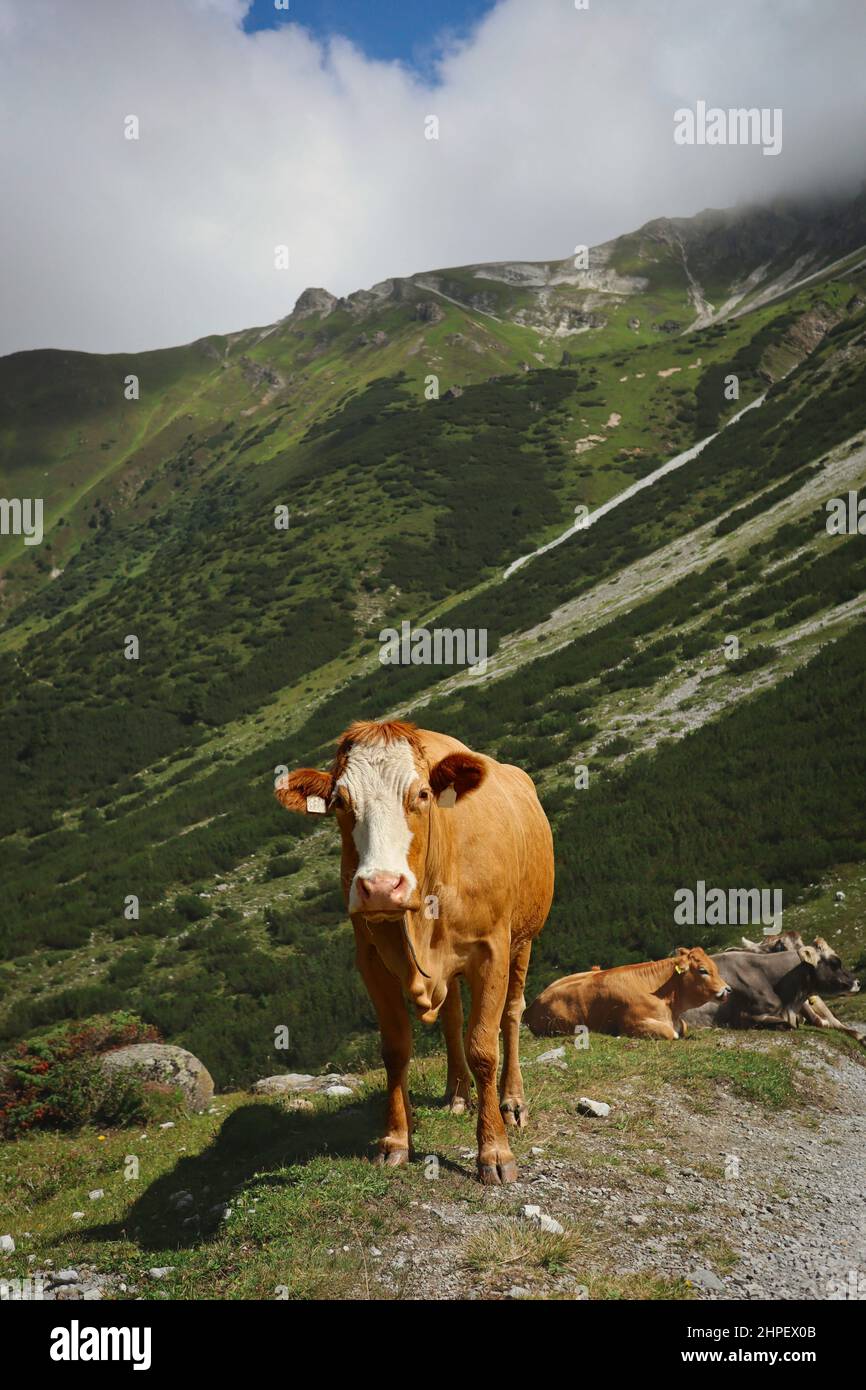 Stehende braune und weiße Kuh in hügeligen Grinzens. Bos Taurus in der europäischen Natur. Stockfoto