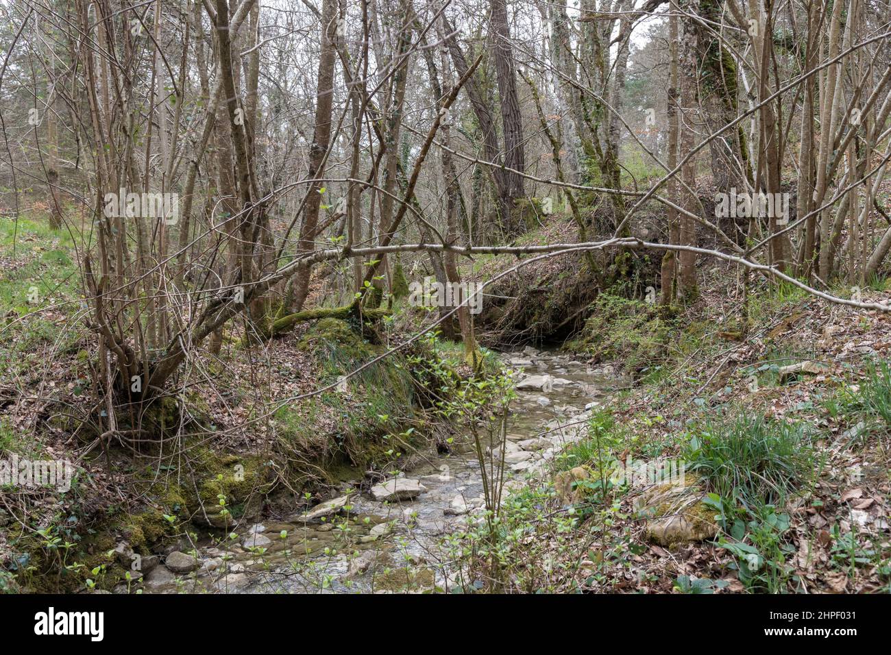 Strom in einem Wald des Kuartango-Tals im Norden spaniens Stockfoto