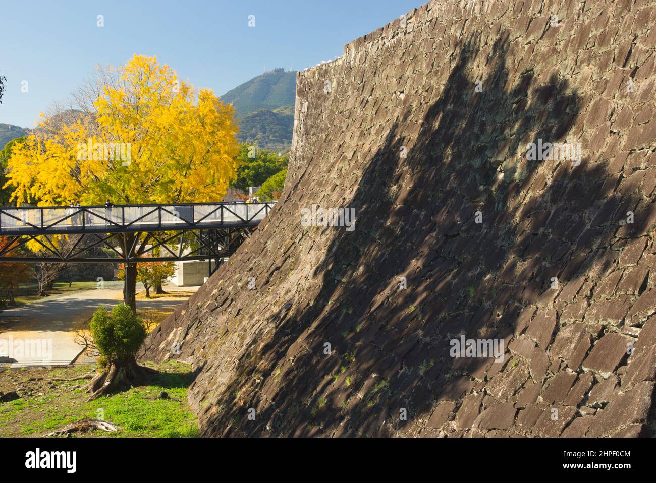 Schatten der Ginkgo-Blätter an der Steinmauer von Schloss Kumamoto, Präfektur Kumamoto, Japan Stockfoto