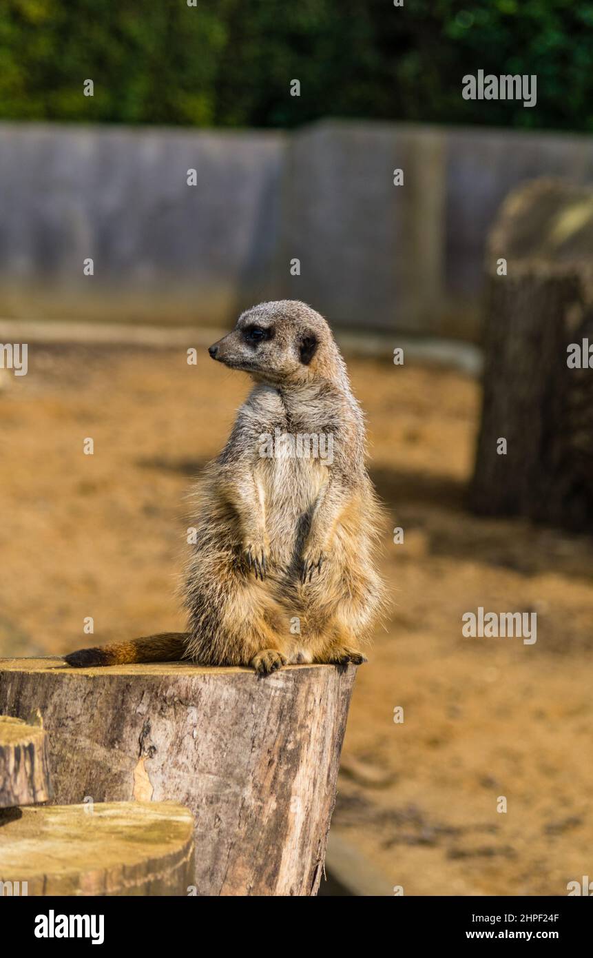Ein einziger Erdmännchen, der auf einem Felsen mit unscharfem Hintergrund sitzt; der Zoo im Castle Ashby Gardens, Northamptonshire, Großbritannien Stockfoto
