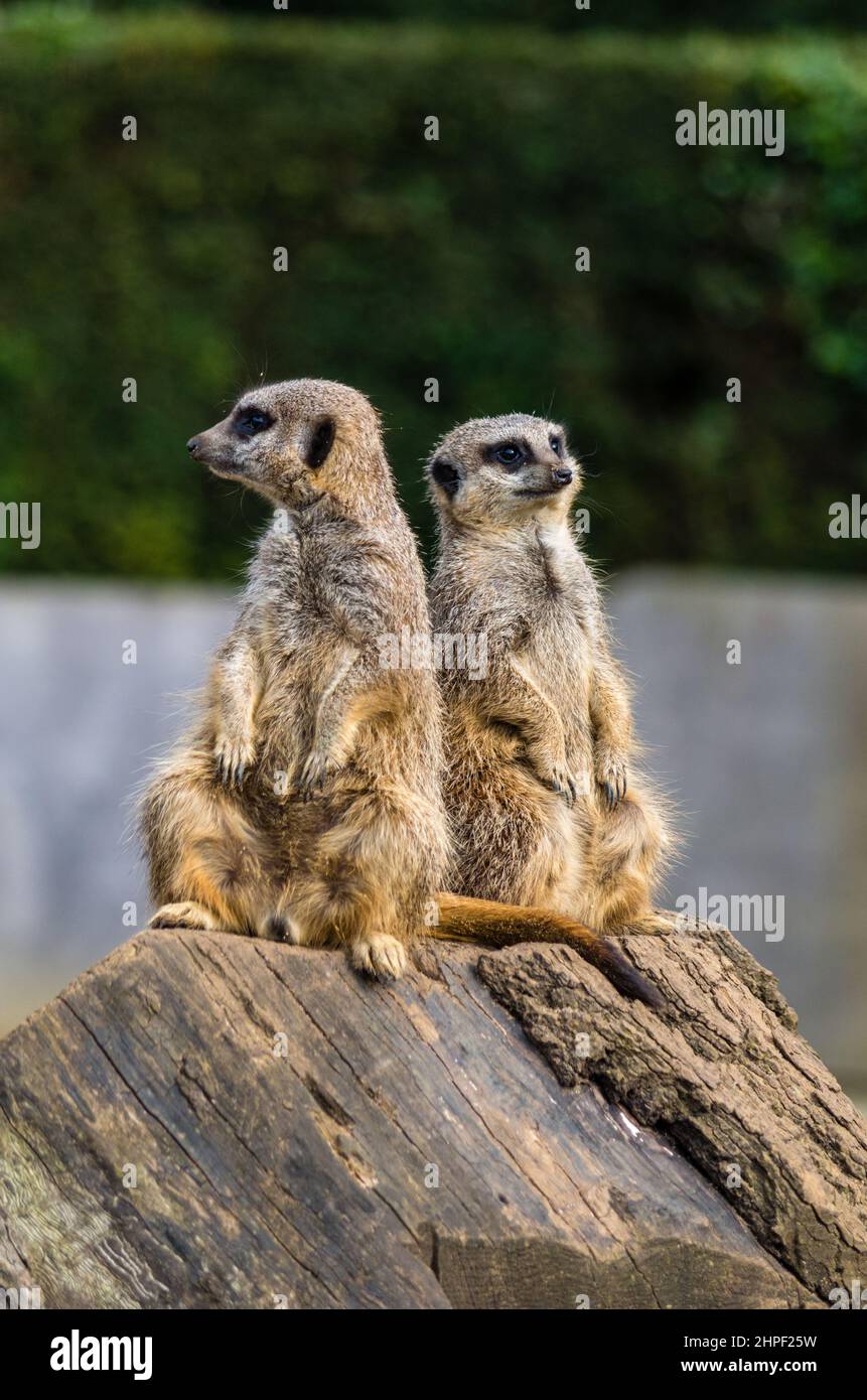 Zwei Erdmännchen, die auf einem Felsen mit unscharfem Hintergrund sitzen; der Zoo in Castle Ashby Gardens, Northamptonshire, Großbritannien Stockfoto