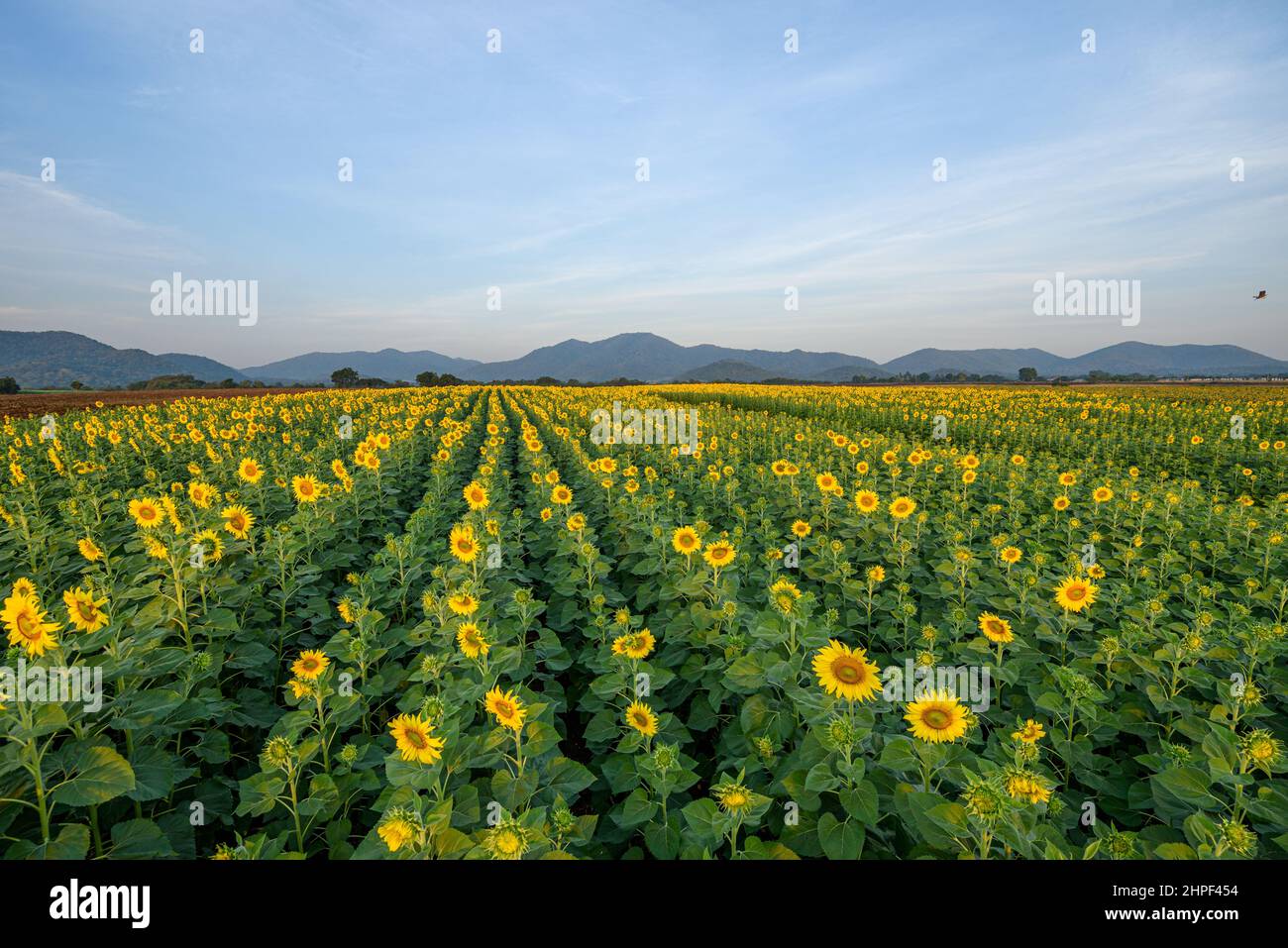 Panoramalandschaft mit Sonnenblumen, die auf dem Feld blühen, mit dem Hintergrund der Bergkette in der Provinz Lopburi, Thailand. Stockfoto