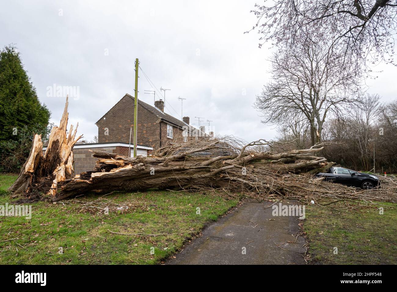 2022. Februar, Schaden Durch Sturm Eunice. Ein Auto, das vor den Häusern geparkt wurde, wurde während des Sturms Eunice in Marrowbrook Lane, Farnborough, Hampshire, England, Großbritannien, von einem großen umgestürzten Baum zerschlagen. Die höchste jemals in England gesehene windgeschwindigkeit von 122 mph wurde während des Sturms aufgezeichnet, der am 18th. Februar 2022 auftrat, einer von drei genannten Stürmen in 5 Tagen. Extremes Wetter ist mit der Klimakrise verbunden. Stockfoto