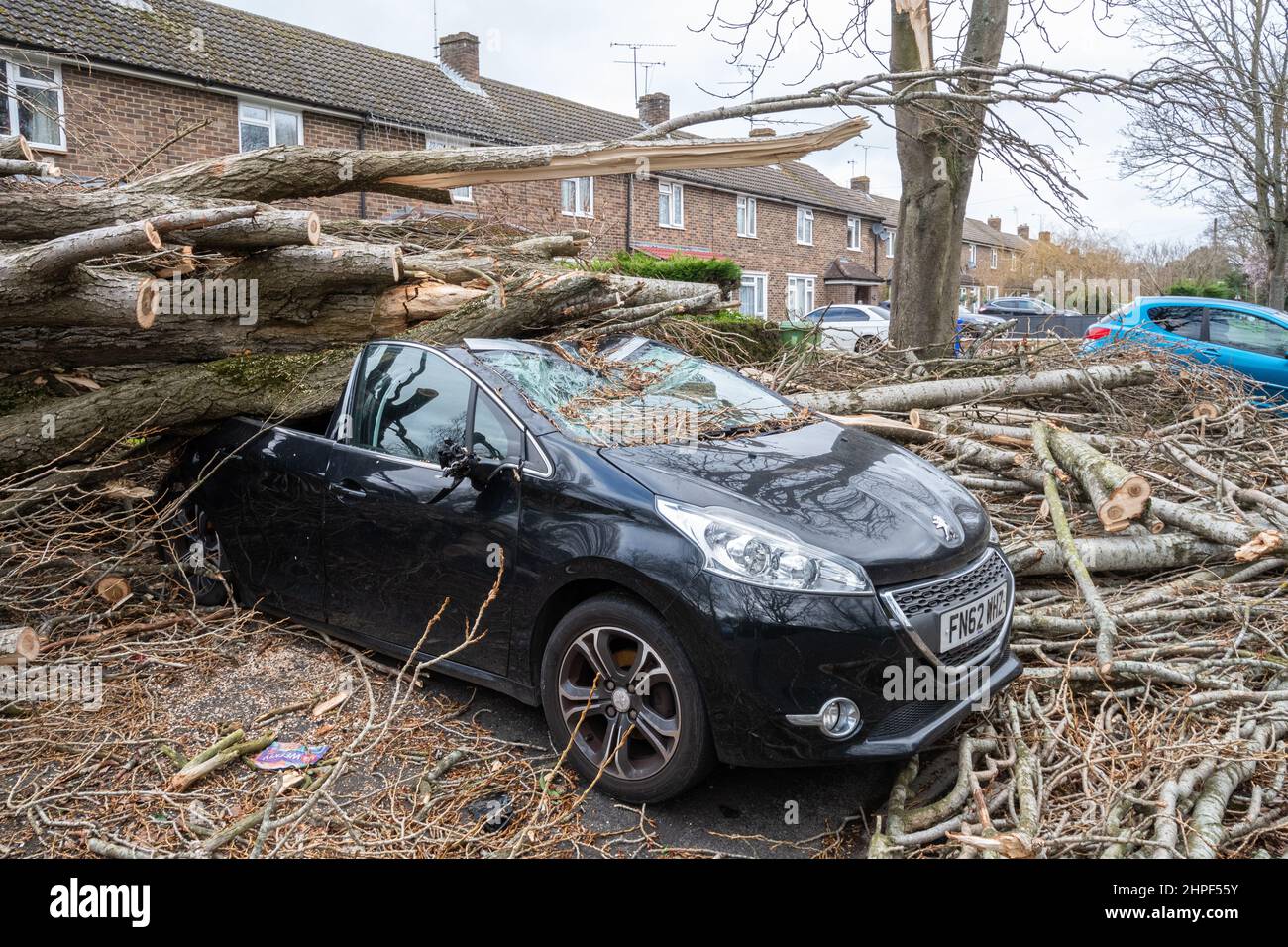 2022. Februar, Schaden Durch Sturm Eunice. Ein Auto, das vor den Häusern geparkt wurde, wurde während des Sturms Eunice in Marrowbrook Lane, Farnborough, Hampshire, England, Großbritannien, von einem großen umgestürzten Baum zerschlagen. Die höchste jemals in England gesehene windgeschwindigkeit von 122 mph wurde während des Sturms aufgezeichnet, der am 18th. Februar 2022 auftrat, einer von drei genannten Stürmen in 5 Tagen. Extremes Wetter ist mit der Klimakrise verbunden. Stockfoto