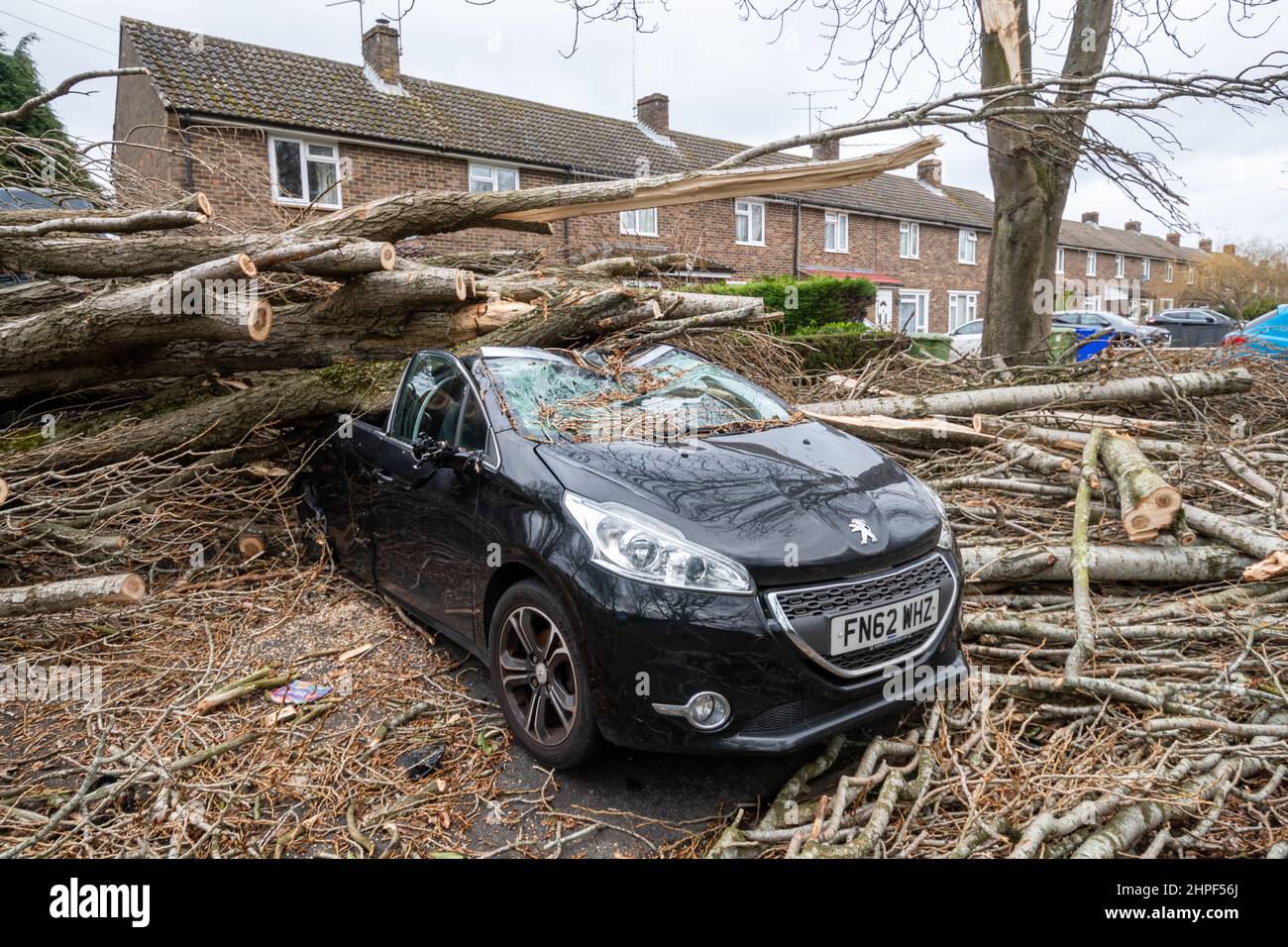 2022. Februar, Schaden Durch Sturm Eunice. Ein Auto, das vor den Häusern geparkt wurde, wurde während des Sturms Eunice in Marrowbrook Lane, Farnborough, Hampshire, England, Großbritannien, von einem großen umgestürzten Baum zerschlagen. Die höchste jemals in England gesehene windgeschwindigkeit von 122 mph wurde während des Sturms aufgezeichnet, der am 18th. Februar 2022 auftrat, einer von drei genannten Stürmen in 5 Tagen. Extremes Wetter ist mit der Klimakrise verbunden. Stockfoto