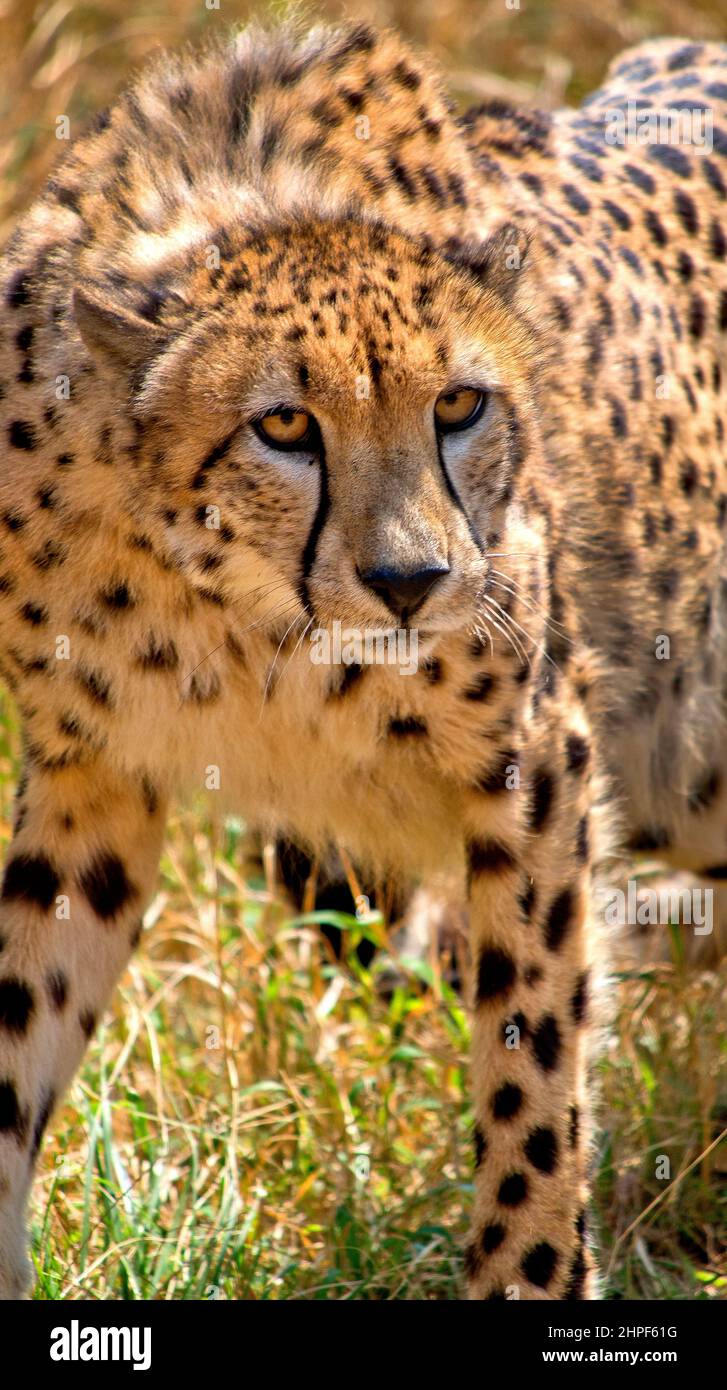 Cheetah, Acinonyx jubatus, Wildlife Reserve, Südafrika, Afrika Stockfoto
