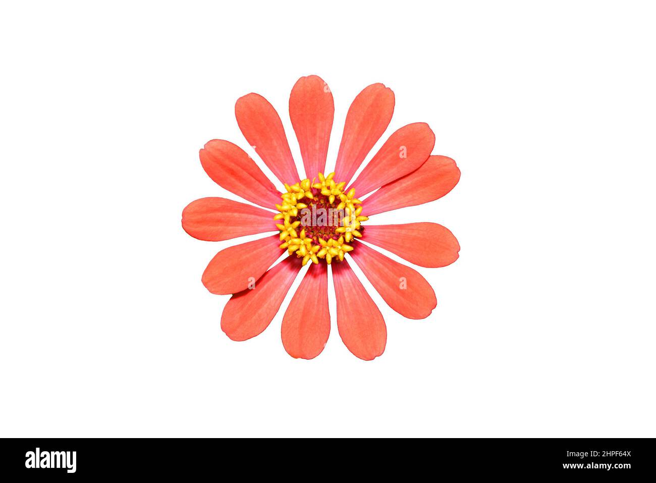 Zinnia Blume hellorange isolieren auf dem weißen Hintergrund. Stockfoto