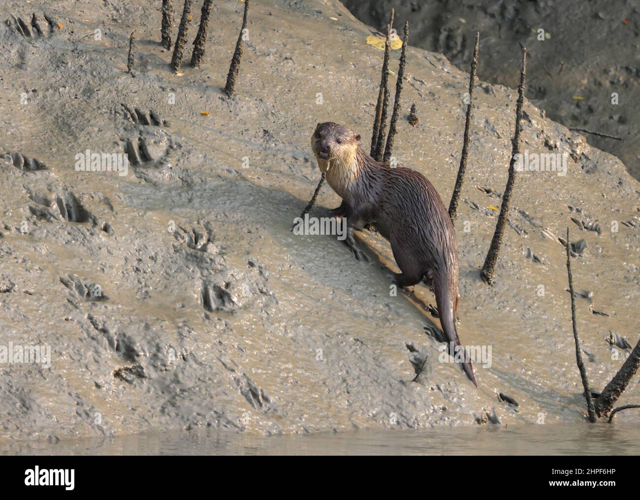 Otter sind fleischfressende Säugetiere der Unterfamilie Lutrinae. Otter, die in der Sundarban-Mangrove und ihrem Delta gefunden werden, leben in der Regel in Gruppen und ernähren sich von Fischen, Stockfoto