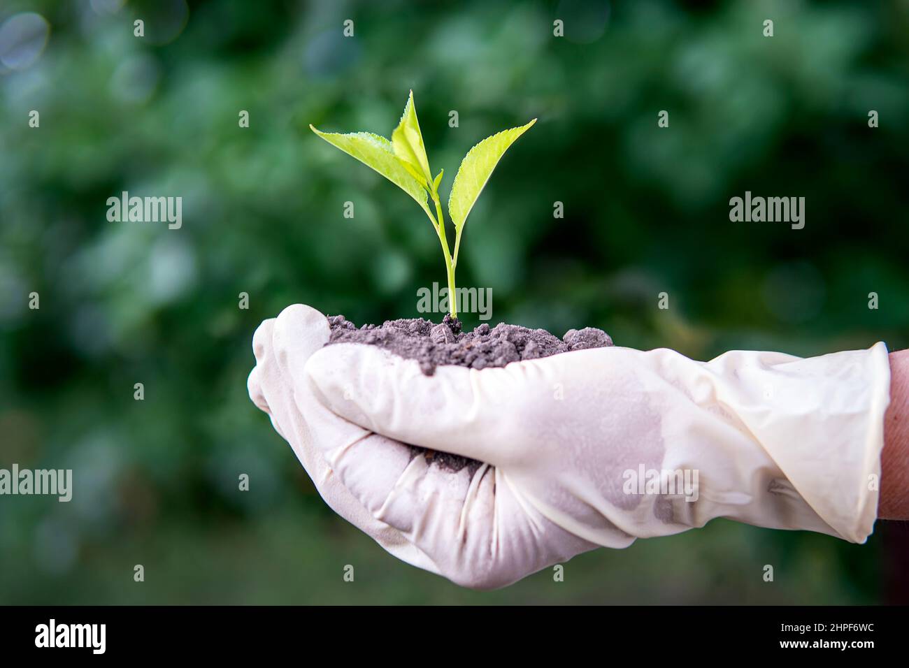 Frau hält jungen grünen Keimling in der Erde, Nahaufnahme. Ein Kirschkernling in den Händen einer älteren Frau. Oma pflanzt einen Baum im Garten. Stockfoto