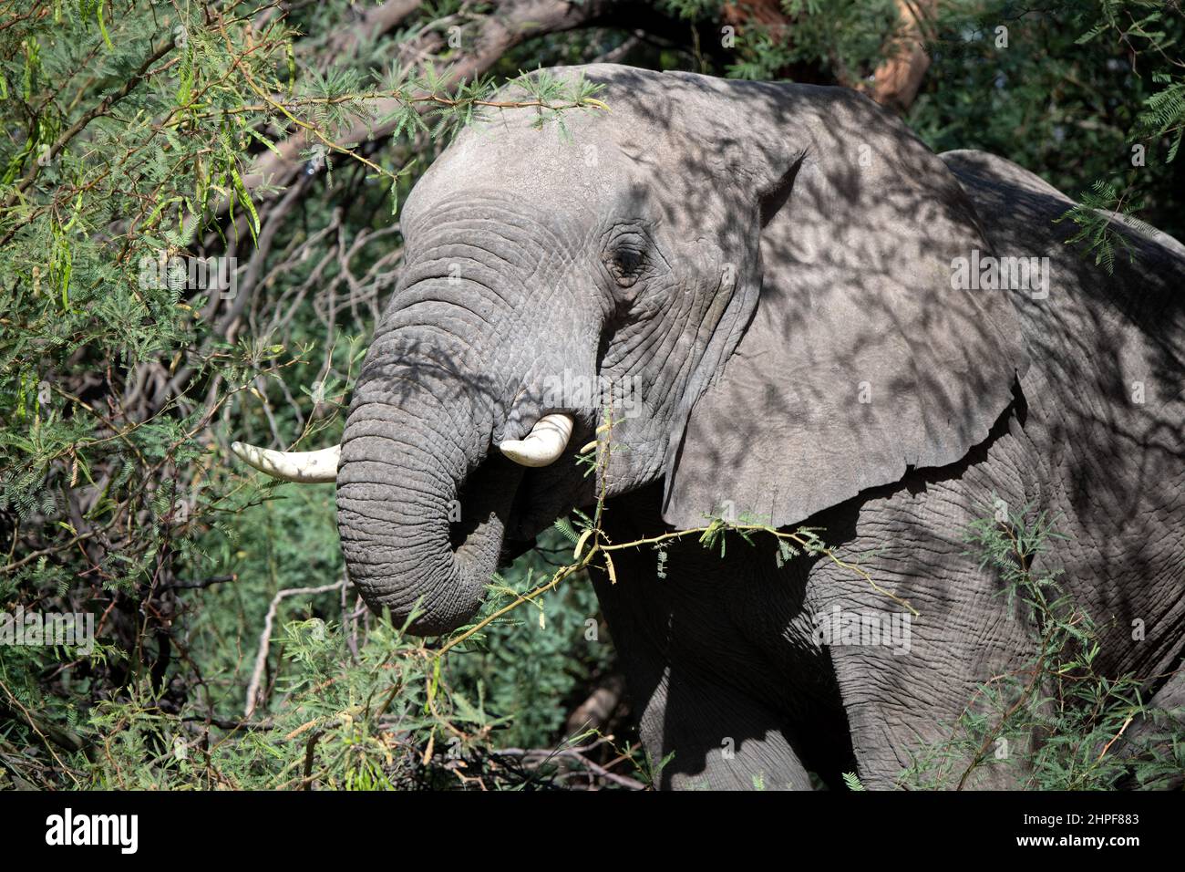 Foto schließen des grauen Elefanten, der zwischen Bäumen weilt, Namibia. Stockfoto