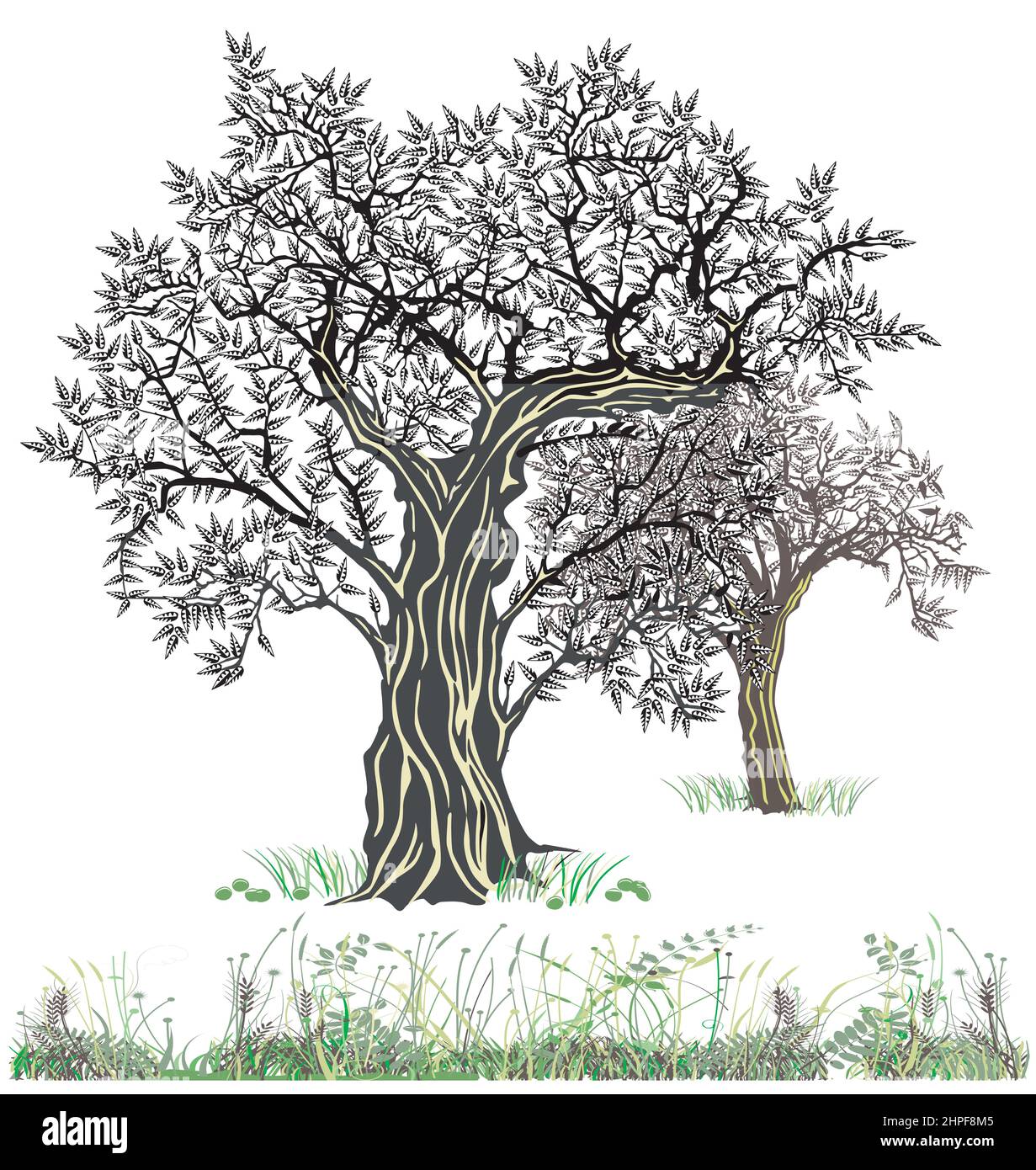 Alte Olivenbäume in der Natur, Illustration isoliert auf weißem Hintergrund Stock Vektor