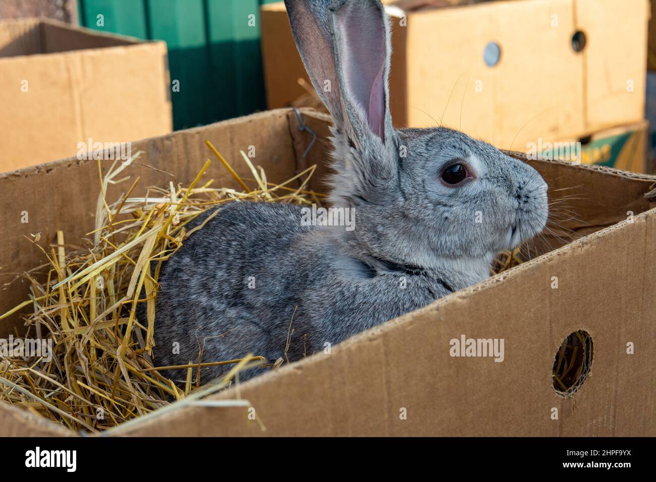 Kaninchen zum Verkauf auf dem Markt. Ein schöner grauer Haushase mit langen Ohren sitzt in einem Karton. Stockfoto