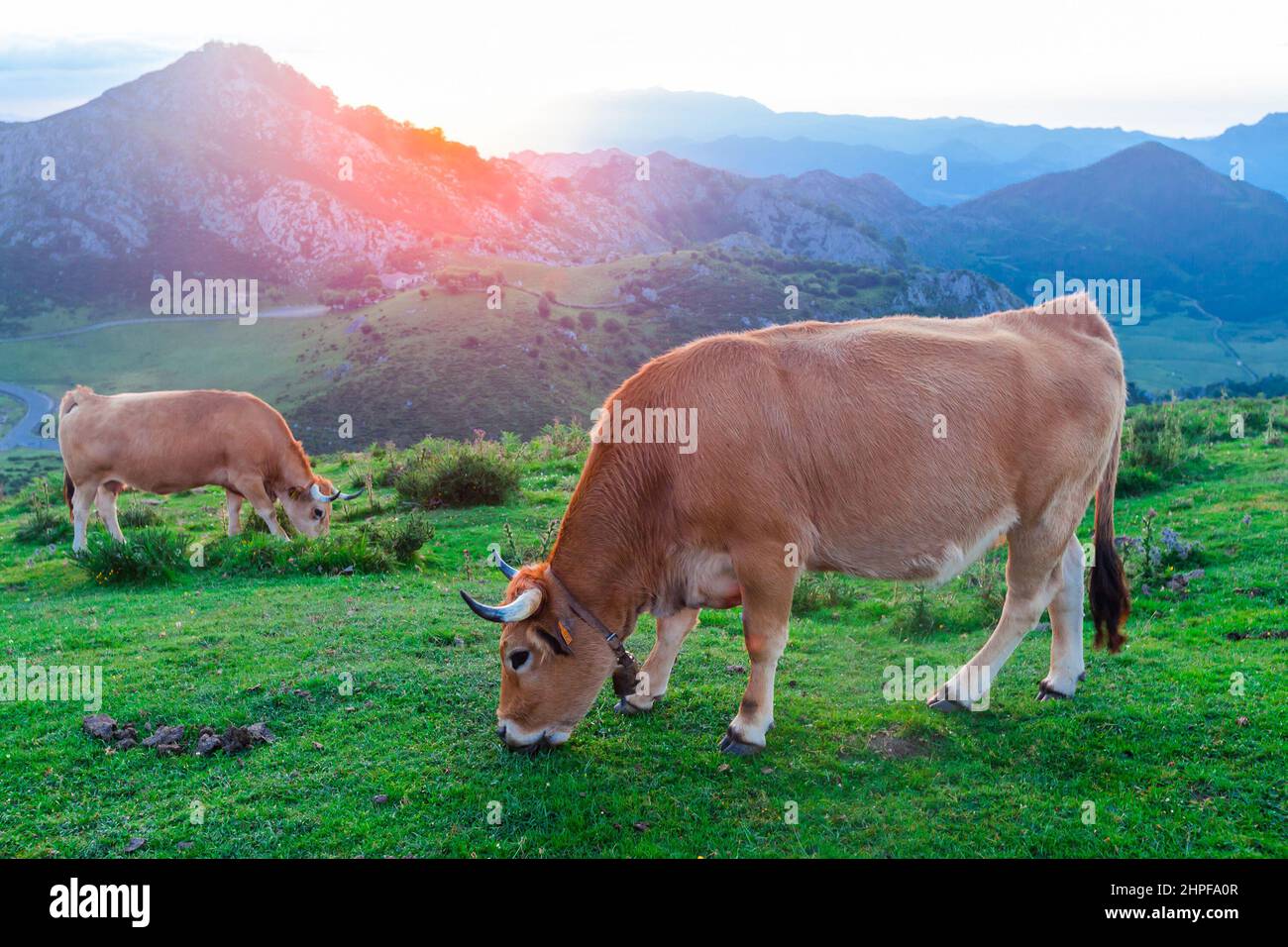 Asturian Mountain Cattle Kuh sitzt auf dem Rasen in einem Nationalpark zwischen den Bergen bei Sonnenuntergang Stockfoto