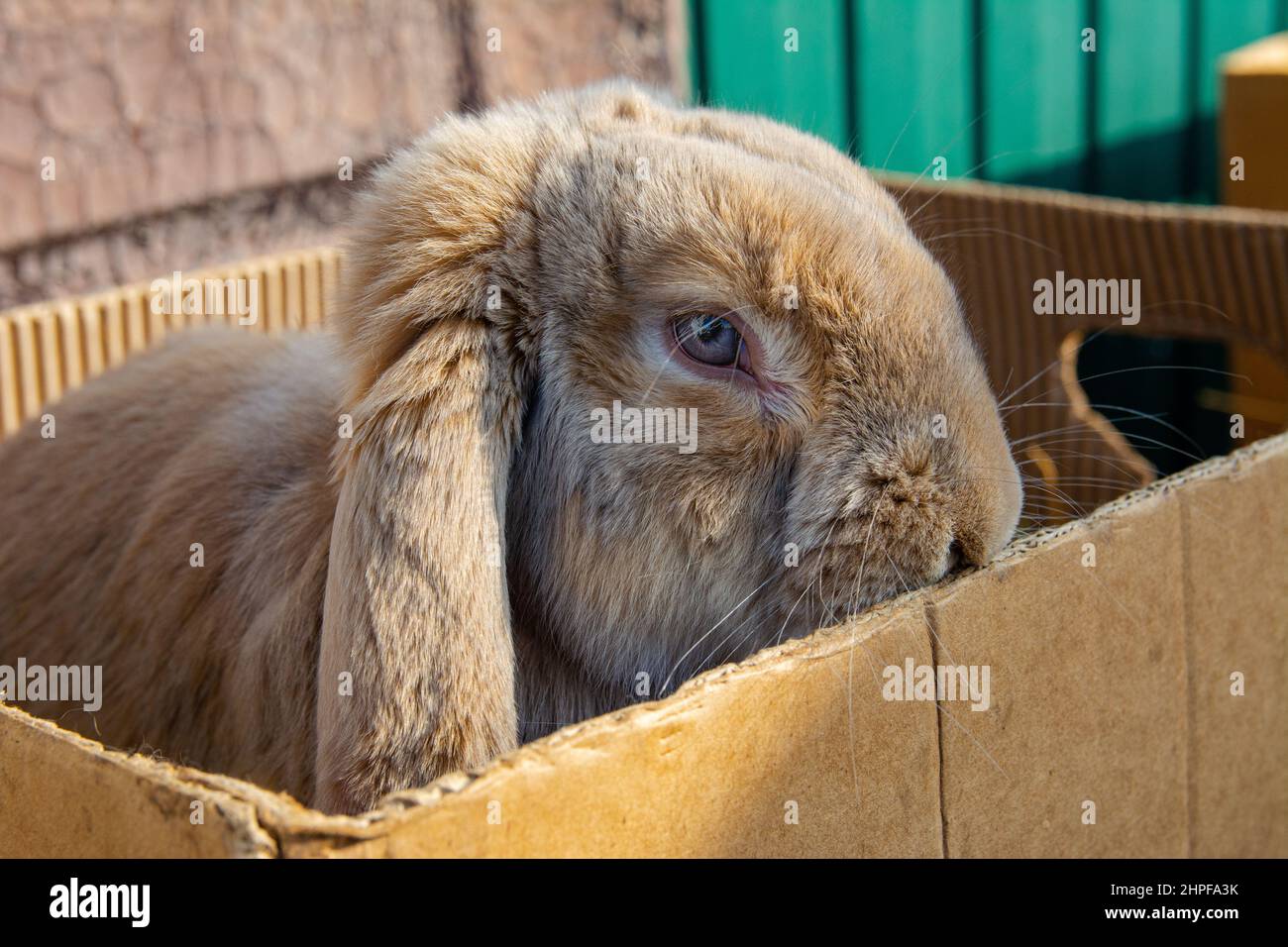 Kaninchen zum Verkauf auf dem Markt. Ein schönes Hauskaninchen mit braunen Haaren und hängenden Ohren sitzt in einem Karton. Stockfoto