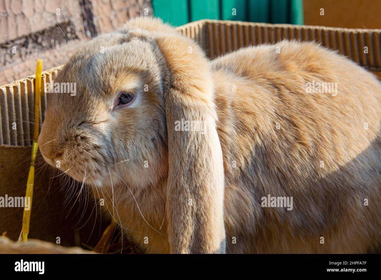 Kaninchen zum Verkauf auf dem Markt. Ein schönes Hauskaninchen mit braunen Haaren und hängenden Ohren sitzt in einem Karton. Stockfoto