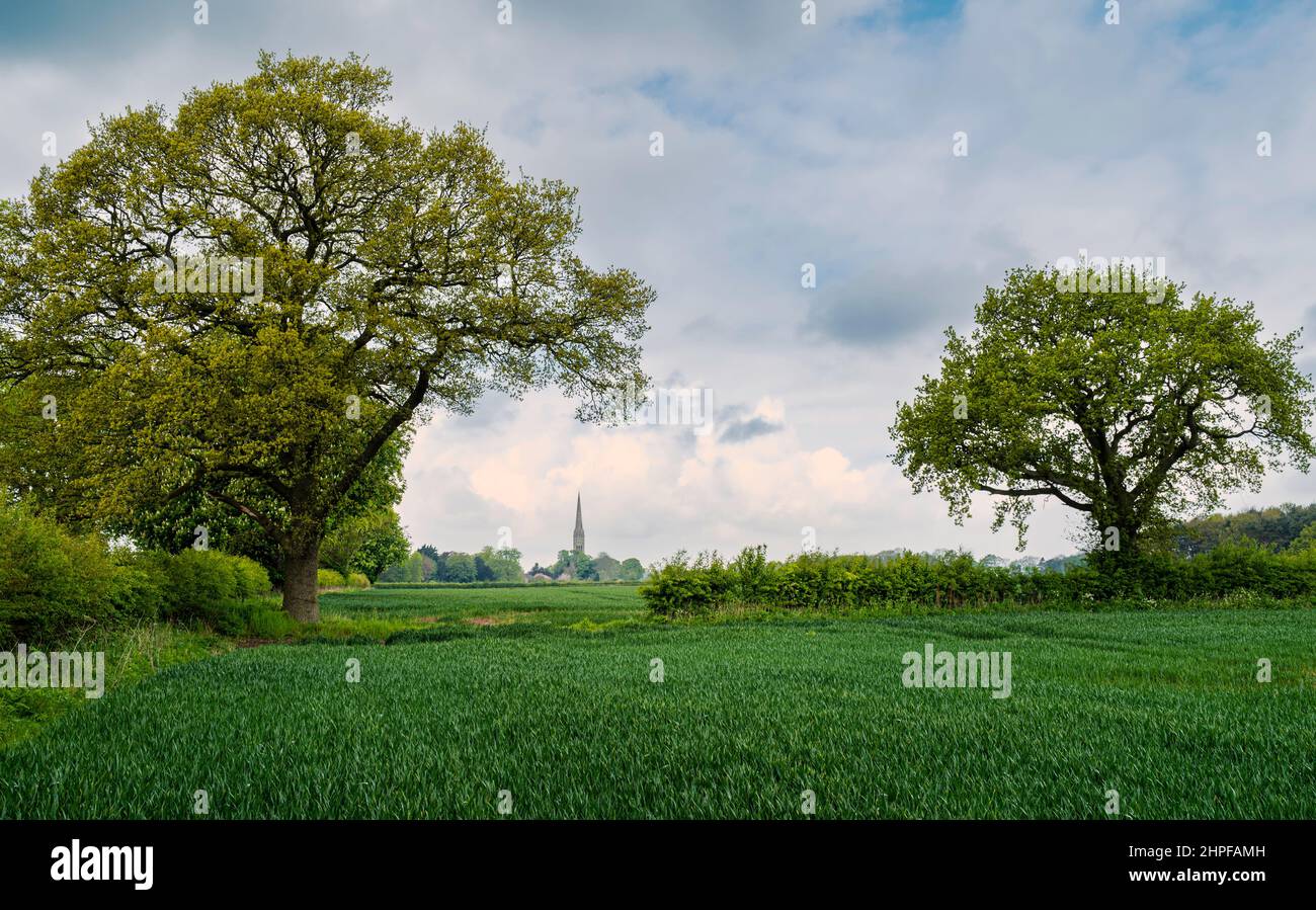 Landwirtschaftliche Landschaft mit Weizenfeld flankiert von Bäumen gesäumt von reifen Hecken und Kirche am Horizont unter bewölktem Himmel im Frühjahr. Stockfoto