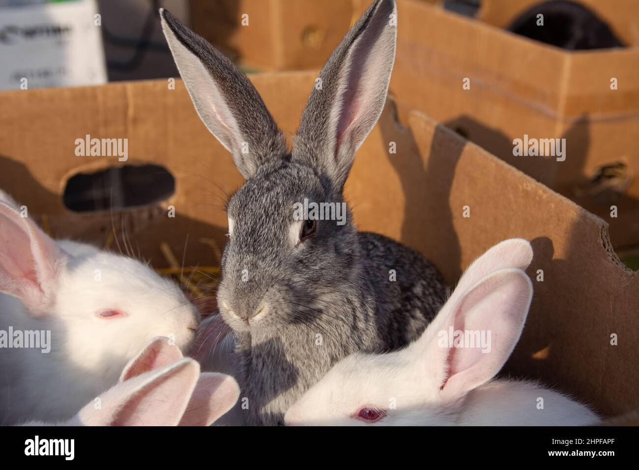 Kaninchen zum Verkauf auf dem Markt. Ein schönes graues und weißes Kaninchen mit langen Ohren sitzt in einem Karton. Stockfoto