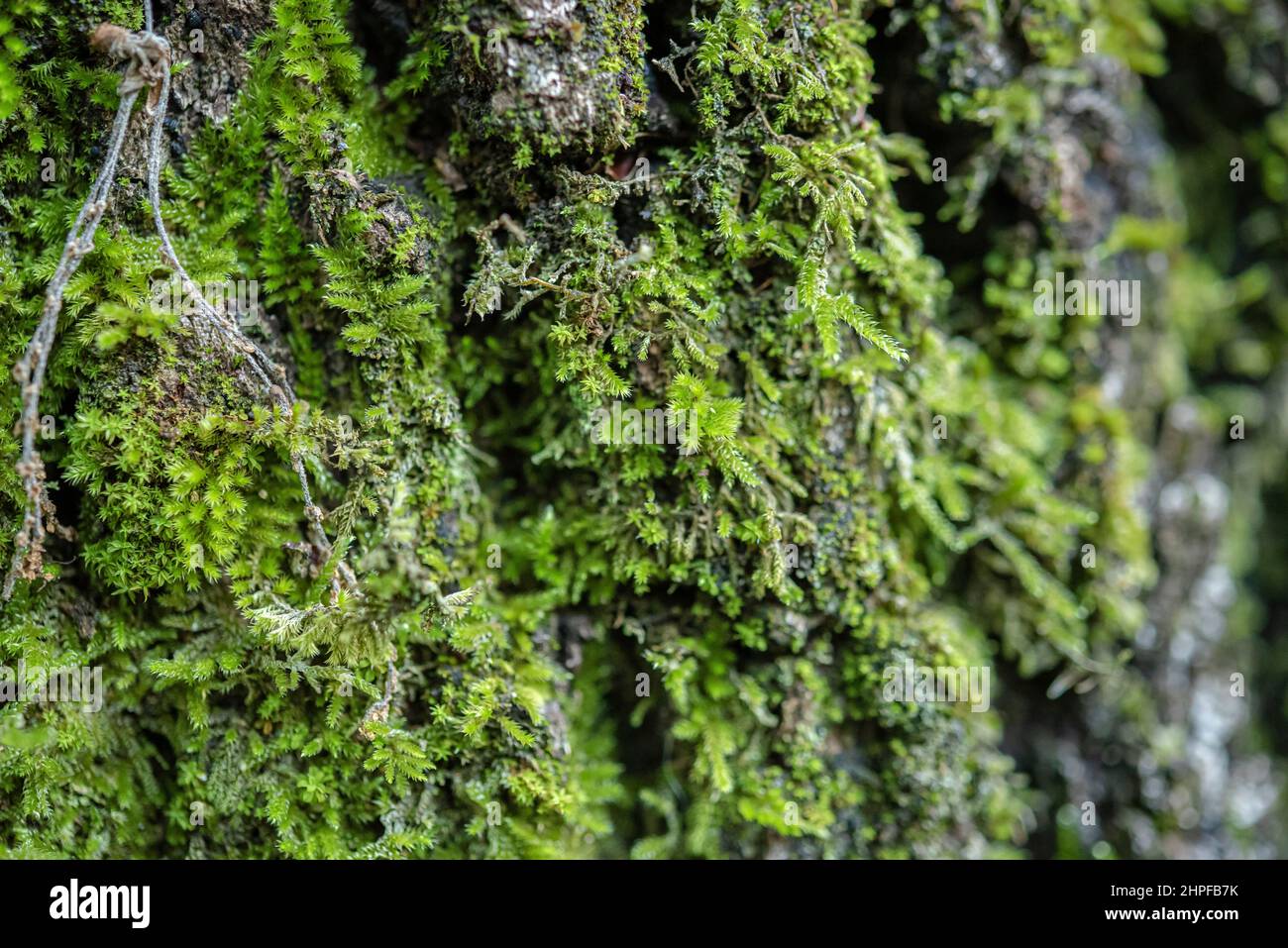 Mousse, St Zacharie, Source des Nayes, Var, Frankreich, PACA Stockfoto