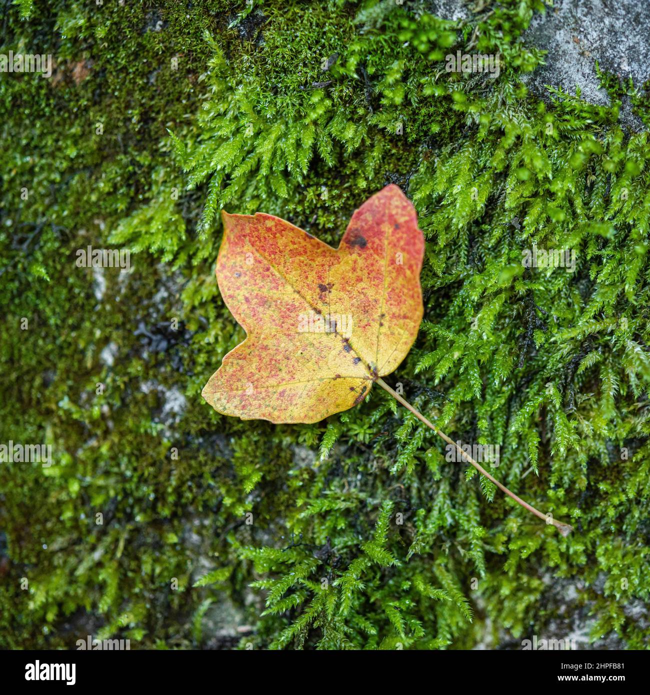 Feuille morte sur mousse, Saint Zacharie, Source des Nayes, Var, 83, Frankreich, PACA Stockfoto