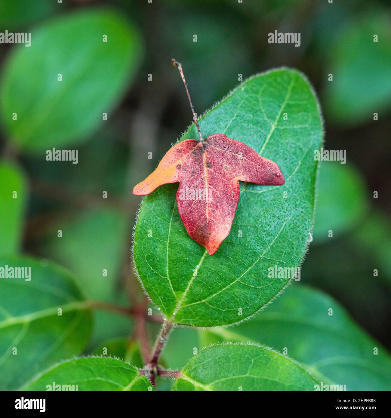 feuille d'érable de Montpellier Stockfoto