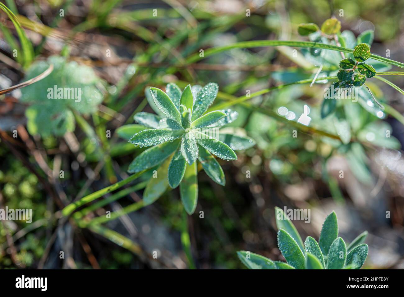 Rosée du Matin sur pousse d'Ephorbe, Source des Nayes, Var, Frankreich, 83, PACA Stockfoto