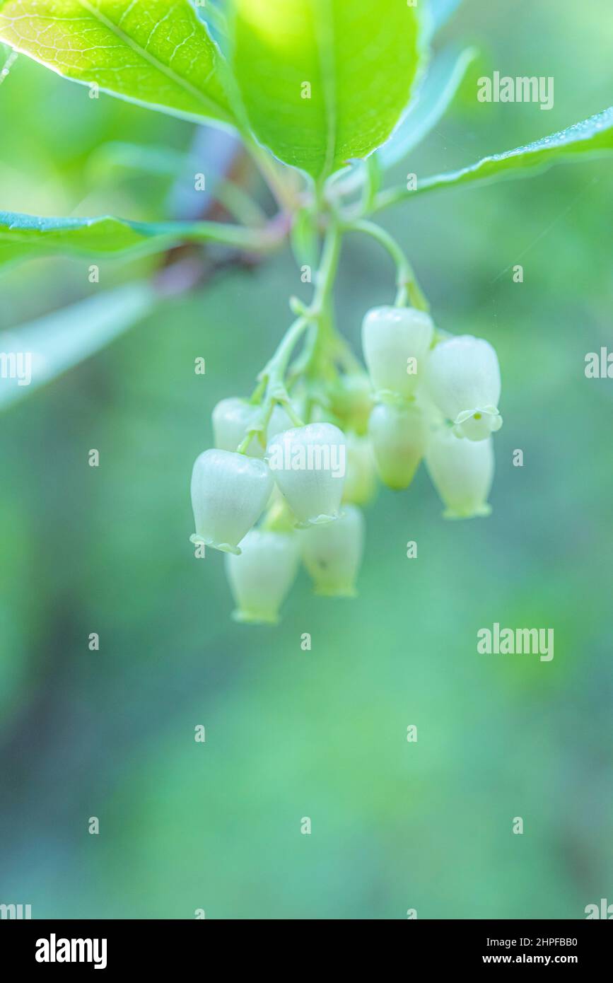 Fleurs d'arbousier, Saint Zacharie, Source des Nayes, Var, Frankreich, 83, PACA Stockfoto