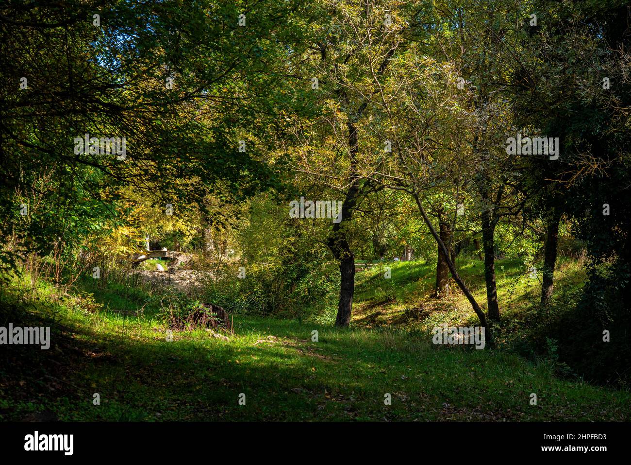 Forêt, Source des Nayes, Var, Saint Zacharie, Frankreich, 83, PACA Stockfoto