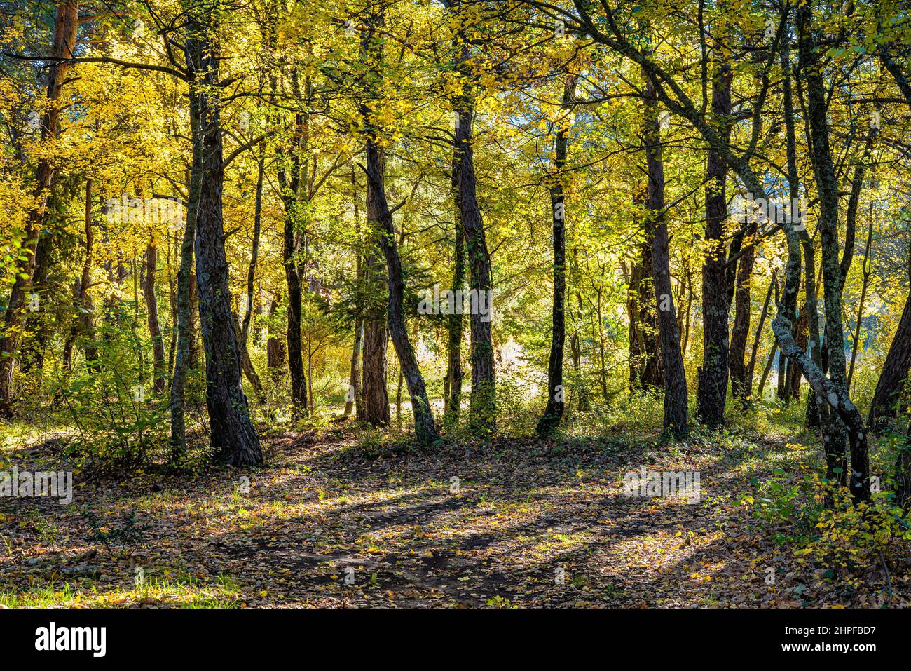 Foret en Automne, La Sainte Baume, plant D'aups Var Frankreich Stockfoto